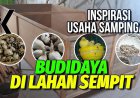 Ternak Menguntungkan di Lahan Sempit: Ide Bisnis yang Menjanjikan