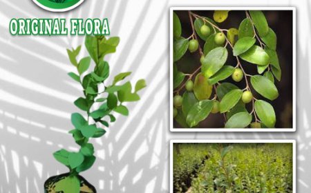 Manfaat Daun Bidara Untuk Mengusir Jin