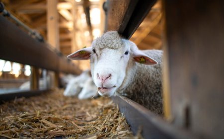 Cara Membuat Pakan Ternak Fermentasi yang Berkualitas