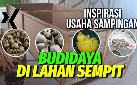 Ternak Menguntungkan di Lahan Sempit: Ide Bisnis yang Menjanjikan