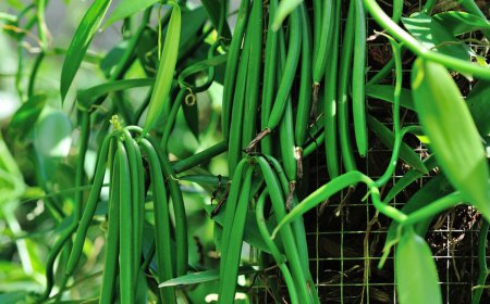 Cara Budidaya Vanili: Panduan Lengkap untuk Pemula