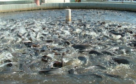 CARA BERTERNAK IKAN LELE UNTUK PEMULA: PANDUAN LENGKAP