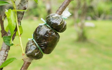 Cara Mencangkok Tanaman Buah dengan Mudah dan Cepat