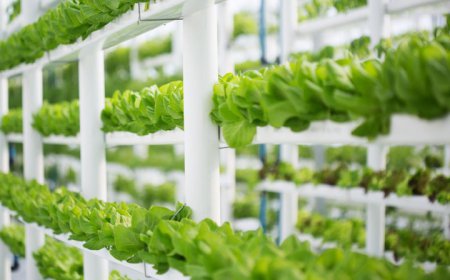 Cara Menanam Sayur di Paralon untuk Hemat Ruang dan Hasil Maksimal