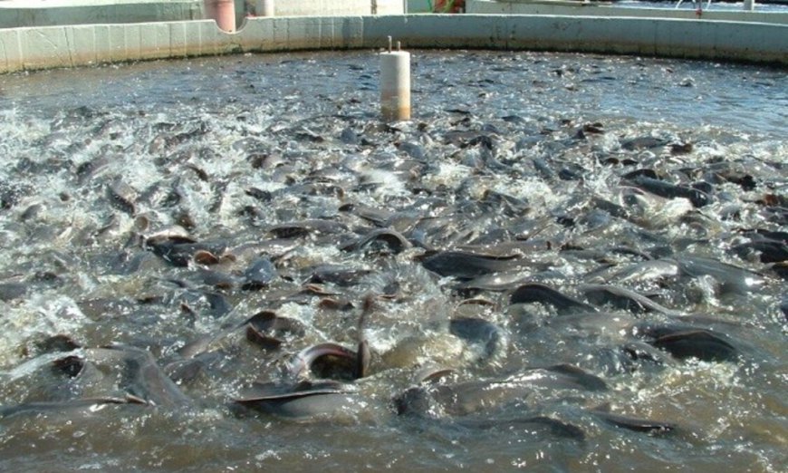 CARA BERTERNAK IKAN LELE UNTUK PEMULA: PANDUAN LENGKAP