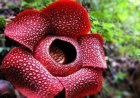 Rafflesia Arnoldi: Bunga Terbesar di Dunia, Warisan Langka Hutan Tropis