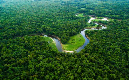 Hutan Terbesar di Dunia: Menyelami Keajaiban Alam Hutan Amazon