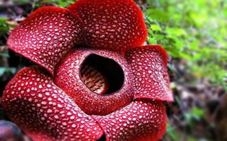 Rafflesia Arnoldi: Bunga Terbesar di Dunia, Warisan Langka Hutan Tropis
