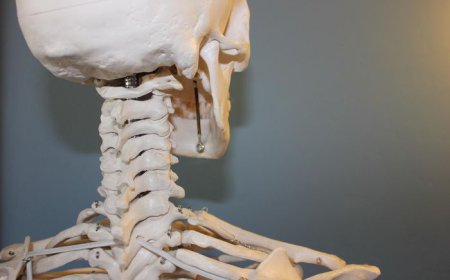 Fakta Menarik tentang Tulang Manusia: Struktur Keras dengan Fungsi Luar Biasa