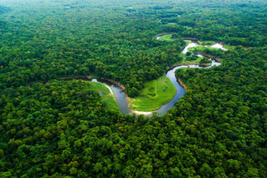 Hutan Terbesar di Dunia: Menyelami Keajaiban Alam Hutan Amazon