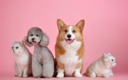 5 Jenis Hewan Peliharaan Unik dan Legal yang Bisa Kamu Rawat di Rumah